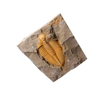 1 Kos Naravnih Trilobite Fosilnih Kamen Vzorec Starih Fosilnih Morskih Insektov Poučevanja Odvzem Znanost Dobave