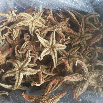 5pcs pravi sea star Naravnih Zvezda Trnje Morska Zvezda Posušena Osebkov Beidaihe Lupini Sredozemski Stil Poroka Dekoracija
