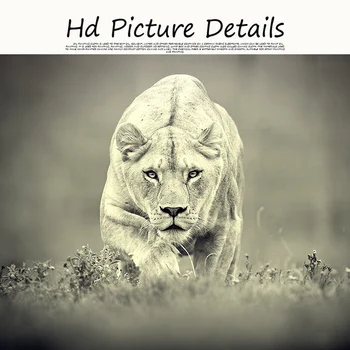 Divji beli leopard Divje Živali Platno Umetniško Slikarstvo, Plakatov in Fotografij Cuadros Stenskih slikah, za Dnevni Sobi Doma Dekor