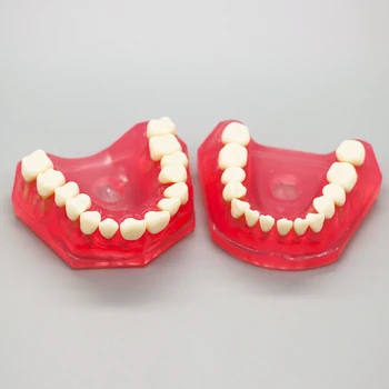 1PC Simulacije Zob Model Zobne Študija Poučevati Standard Demonstracijski Model Ustni Medicinska Izobrazba je Orodje Visoke Kakovosti
