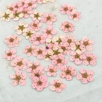 2018 Malo Star cvet ročno DIY naravno posušeni cvetovi posušene herbarijski material vrečko 1 lot/200pcs