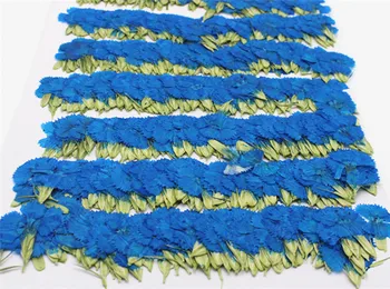 Najnovejše Modra Dianthus manjši suhi Pritisnete Cvet Cvetni Materiala DIY ročno 1 lot/120pcs debelo