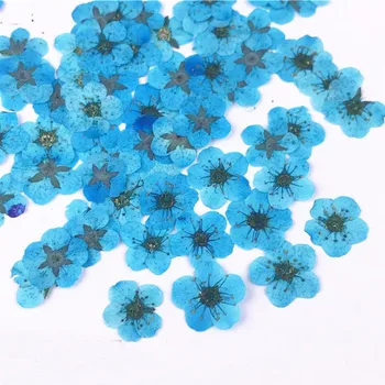 2018 Malo Star cvet ročno DIY naravno posušeni cvetovi posušene herbarijski material vrečko 1 lot/200pcs