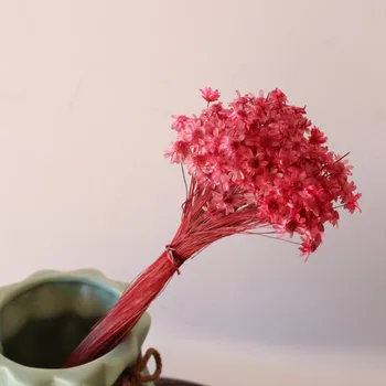 Resnično Posušena Večno Malo Star Cvet Daisy Šopek Za DIY Materiala Poročni Sobi Doma Stranka Valentinovo Darilo Dekoracijo