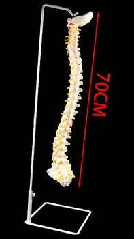 Življenje Velikost Človeških Anatomskih Anatomija Hrbtenice Okostje Medicinski Model +Stojalo
