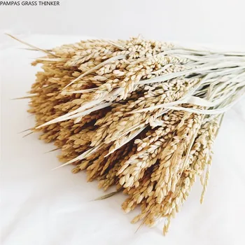 Brezplačna Dostava naravno sušene riž spike kup 15 izhaja uho riža čisto naravni riž ušesa spike od forhome decorrice