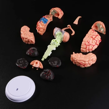 4D Razstaviti Anatomski Model Človeških Možganov Anatomija učni pripomoček Kipi, Skulpture Šola